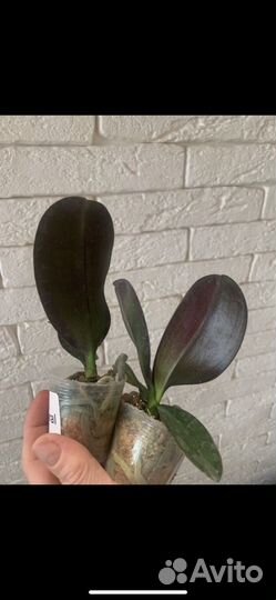 Орхидея биглип Пинк коралл