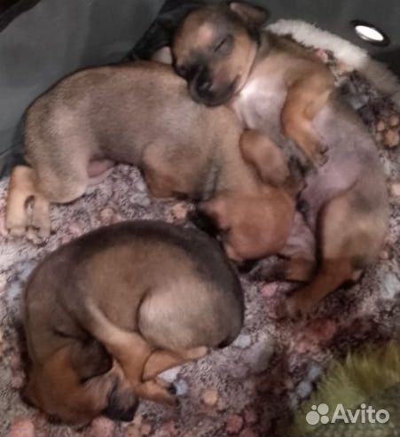 Мини той-терьер щенки