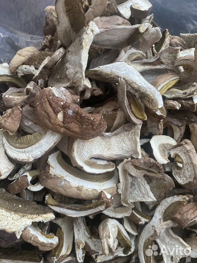 Грибы белые