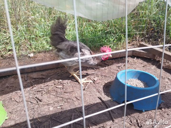 Цыплята подрощенные и молодые петушки