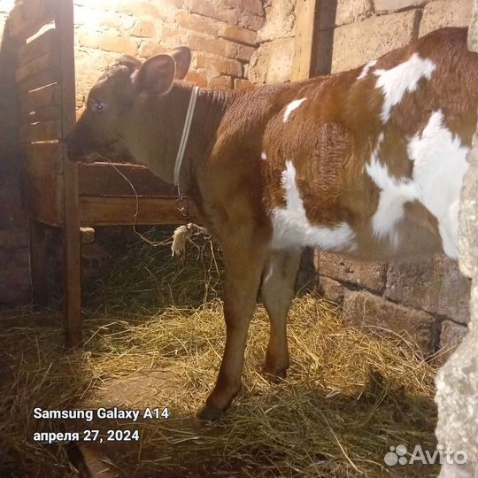 Телята бычки и телки