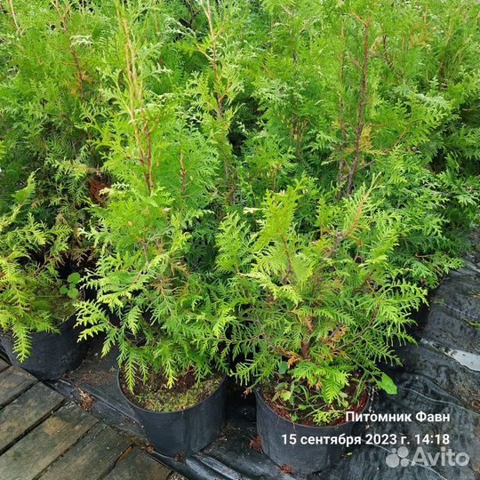 Туя Западная Брабант 60-80 см