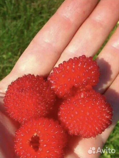 Тибетская малина саженцы