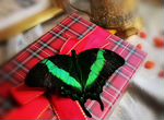 Топ 5 красивых тропических бабочек для подарка