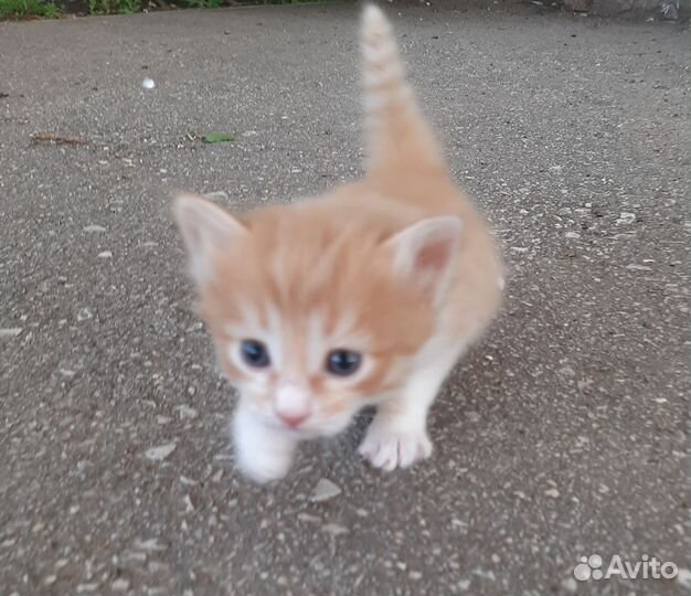 Рыжий котенок мальчик