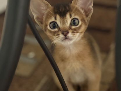 Абиссинский котёнок, Парабель