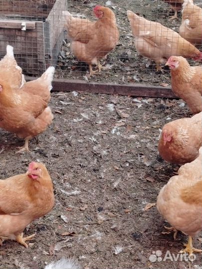 Куры молодки