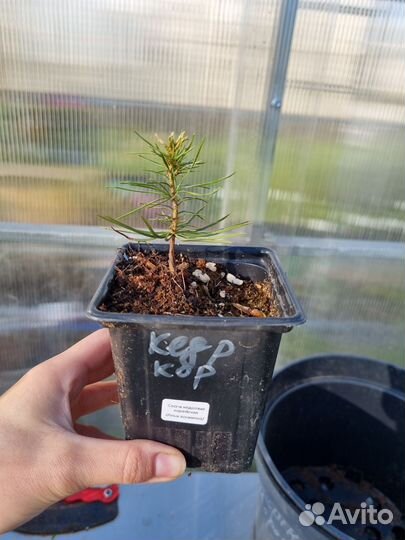 Кедр саженцы (Сосна кедровая)