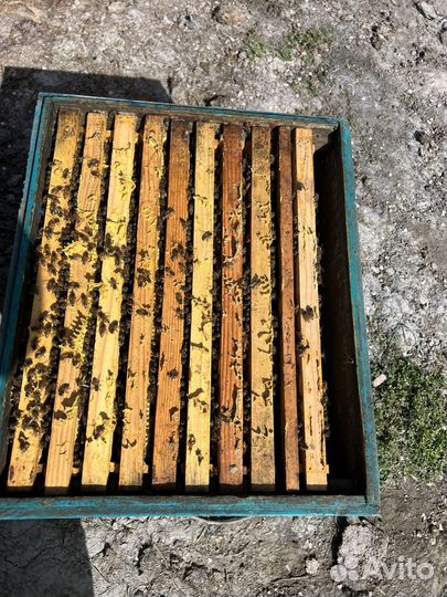 Пчелопакеты