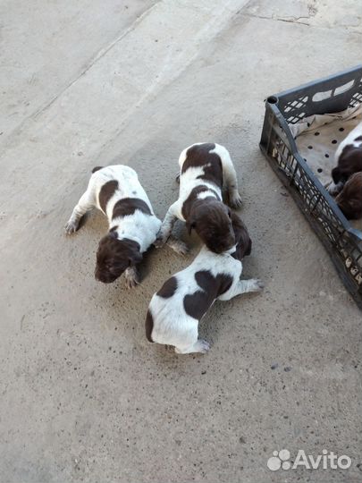 Щенки курцхара