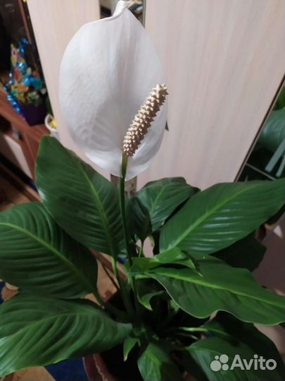 Спатифиллум или Женское счастье