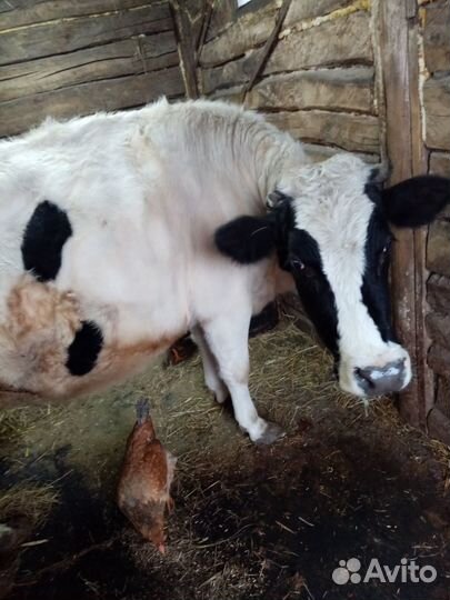 Домашние животные