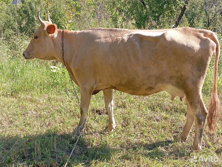 Коровы дойные молочные