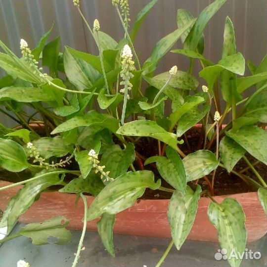 Отростки и семена комнатных растений