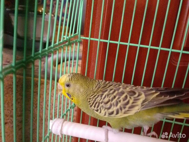 Волнистый попугай