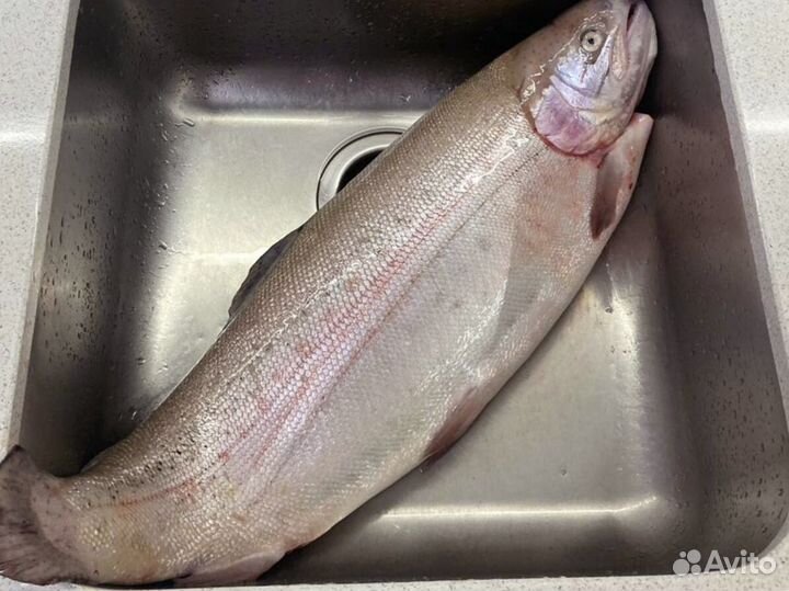 Форель икорная из Мурманска