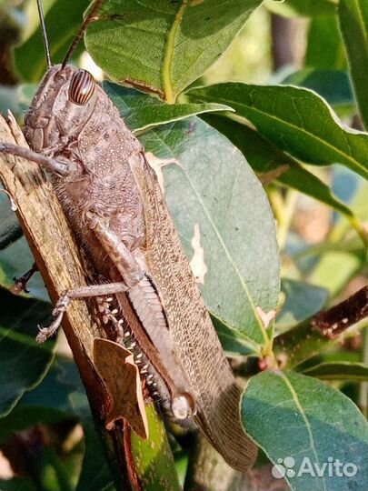 Саженцы Лавровый лист