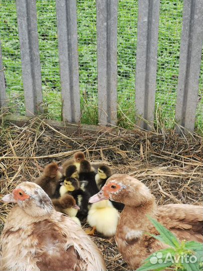 Индоутята (мускусные утята)