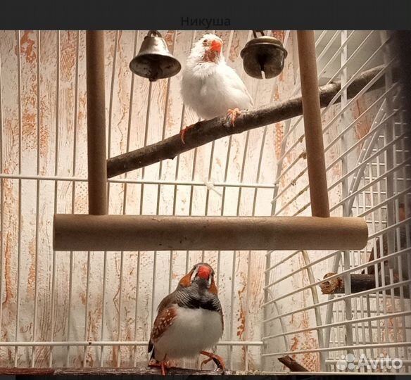 Зебровые амадины