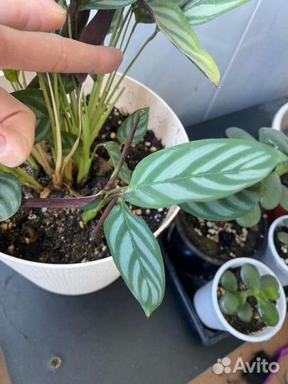 Комнатные цветы