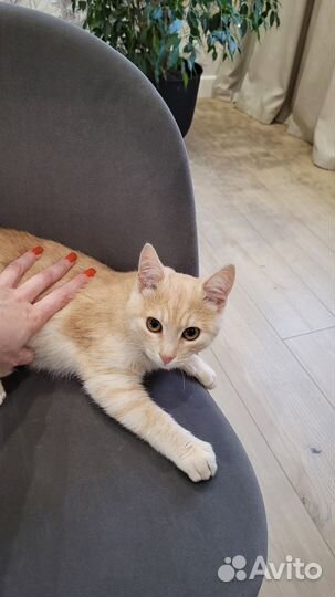 Котенок в добрые руки