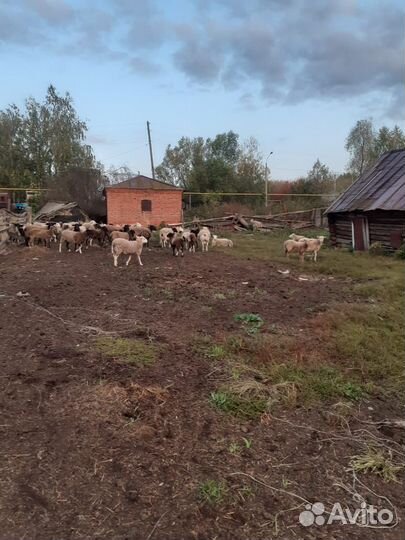 Овцы бараны