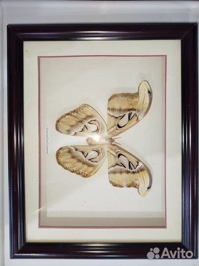 Бабочка в рамке (Attacus atlas)