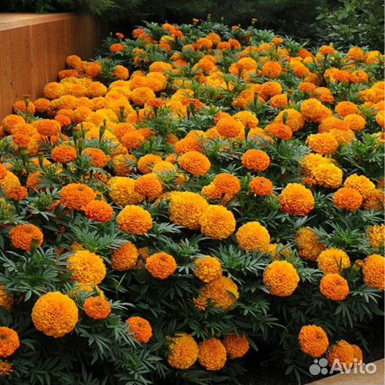 Бархатцы махровые