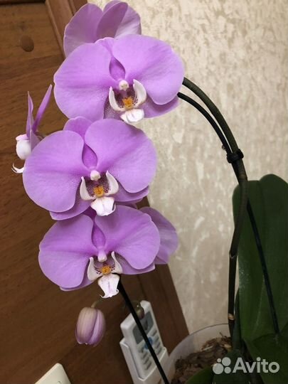 Орхидея