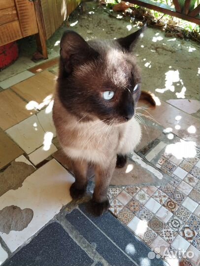 Сиамский кот