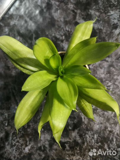 Сансевиерия