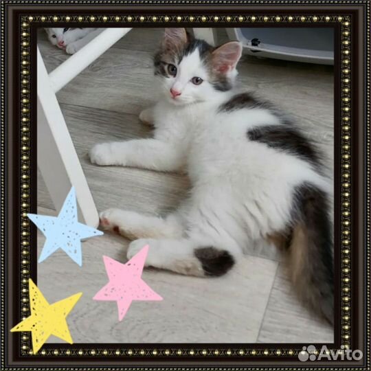 Симпатичный котенок