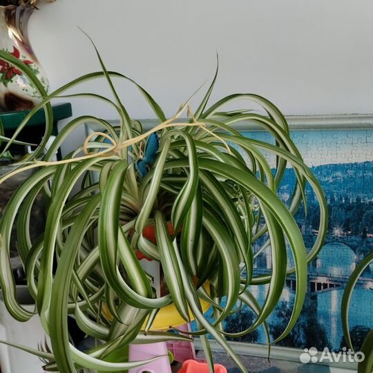 Хлорофитум