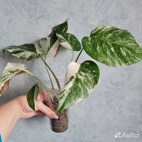 Монстера альба