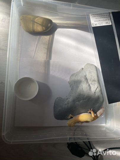 Эублефар самка с набором