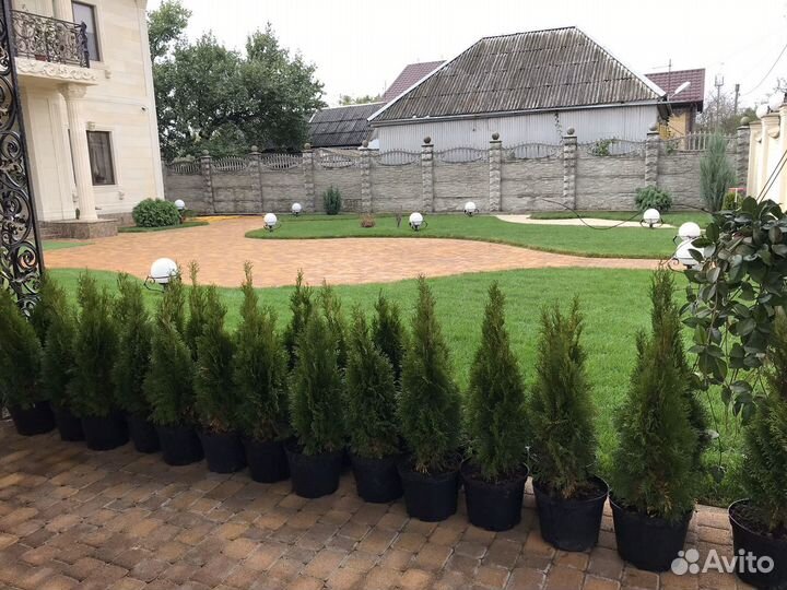 Смарагд туя