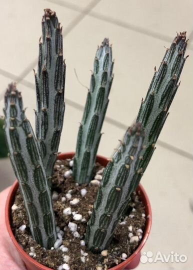 Кактусы и суккуленты