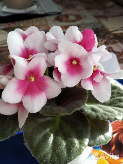 Стартеры сортовых узамбарских фиалок (сенполии)