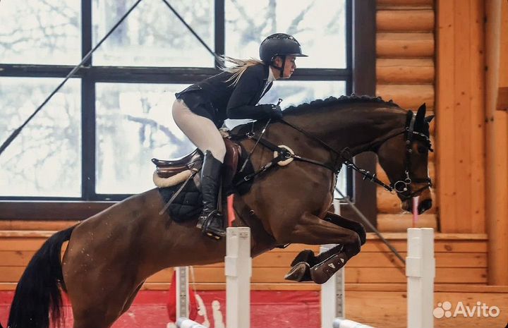 Продается кобыла 6 лет