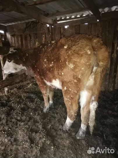 Коровы быки телки