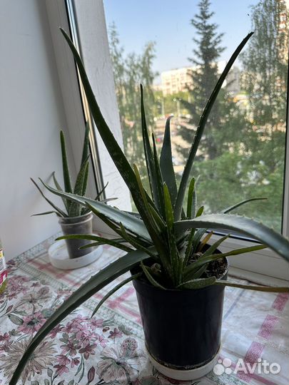 Алоэ вера, индийский лук