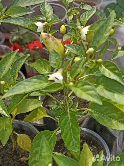 Перец комнатный острый