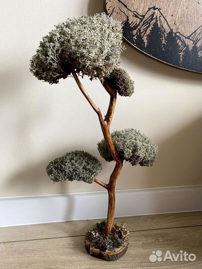 Дерево бонсай живое