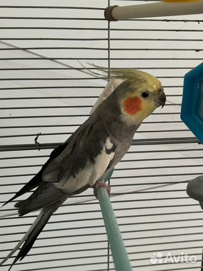 Попугай корелла мальчик