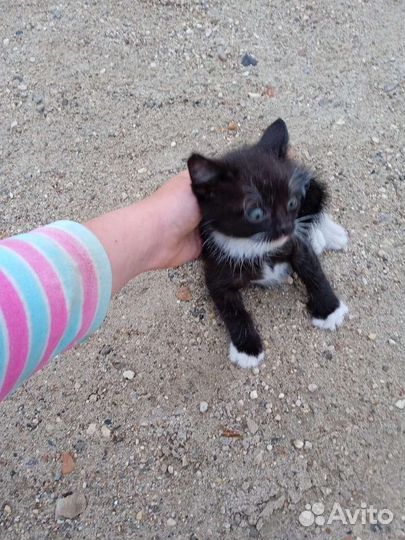 Подарю котиков
