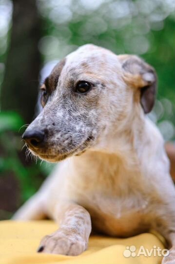 Щенок необычного окраса из приюта ждёт свою семью