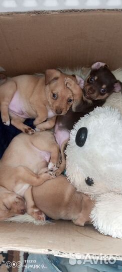 Помесь мин пина и русского той терьра