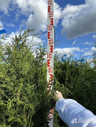 Туя западная Брабант с доставкой