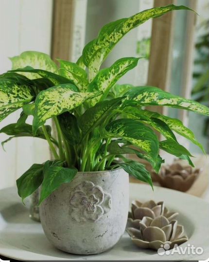 Дифенбахия Камилла