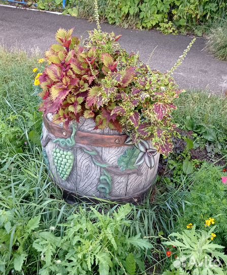 Набор колеусов, вегетативные сорта